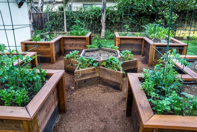 Fresh Vegetables From Your Backyard