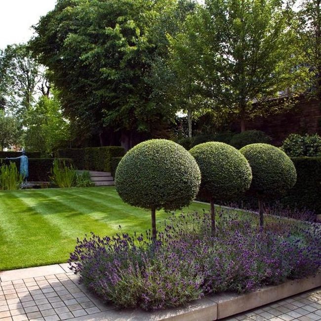 Purple Flowers Meet Geometric Precision