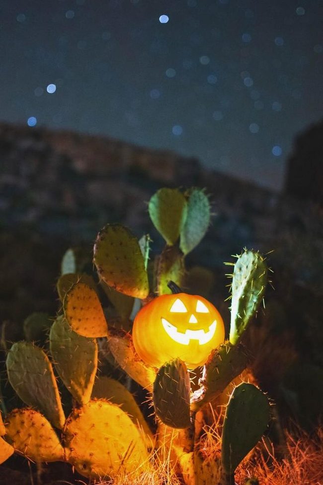 Glowing Pumpkin Desert Stars