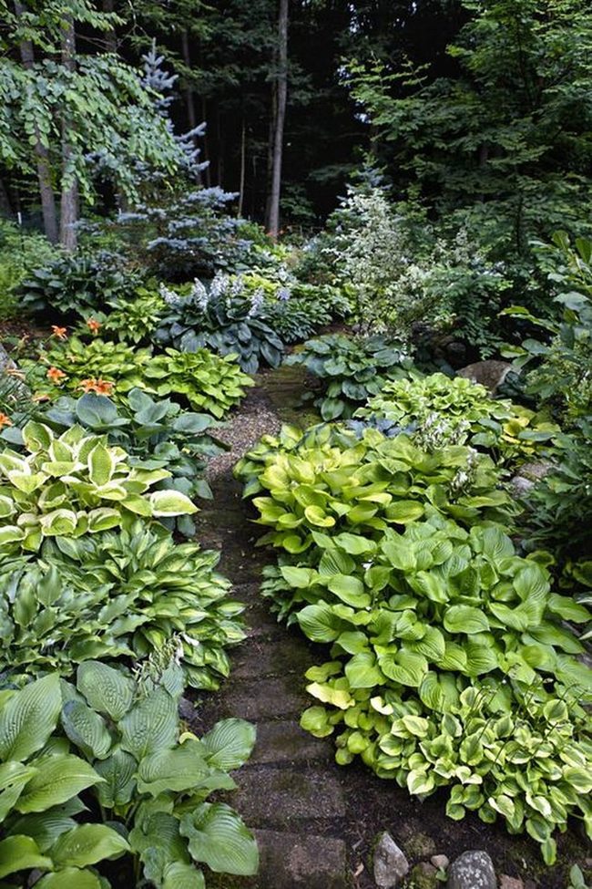 Deep Emerald Hosta Leaf Patterns