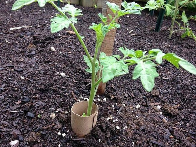 Cardboard Tubes Stop Cutworms