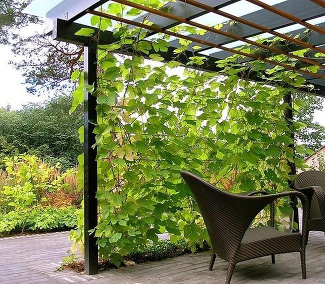 Dappled Shadows Through Green Vines