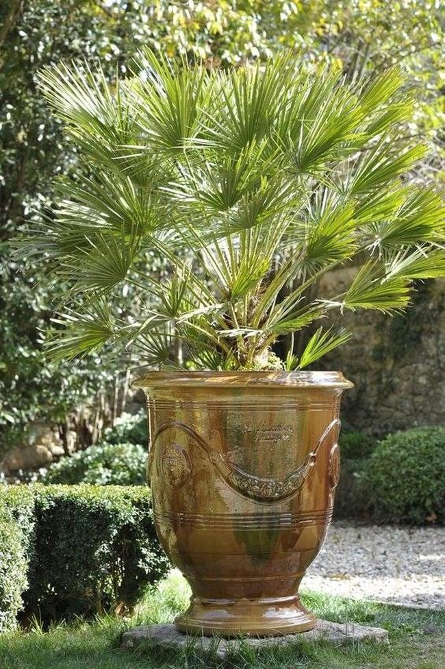 Ornate Ceramic Pot With Thriving Palm