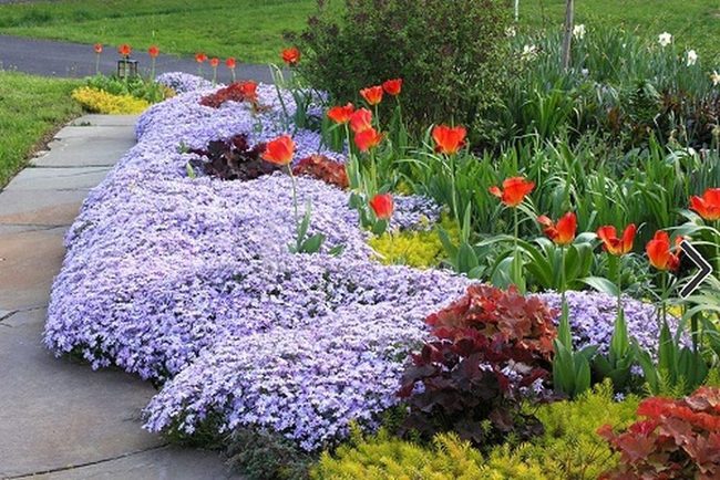 Phlox Mounds Frame Colorful Pathways