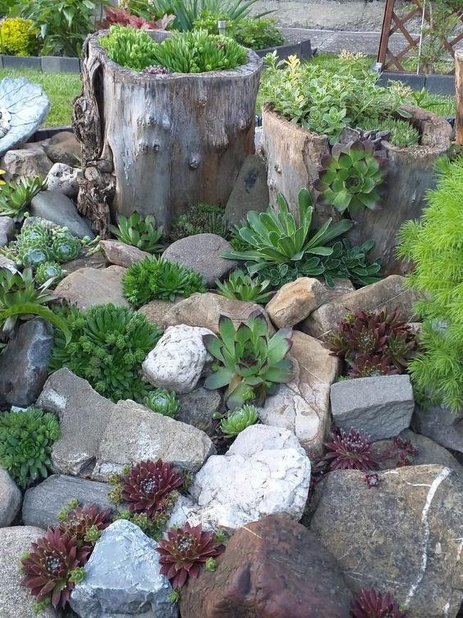 Red Succulents Among Weathered Stone