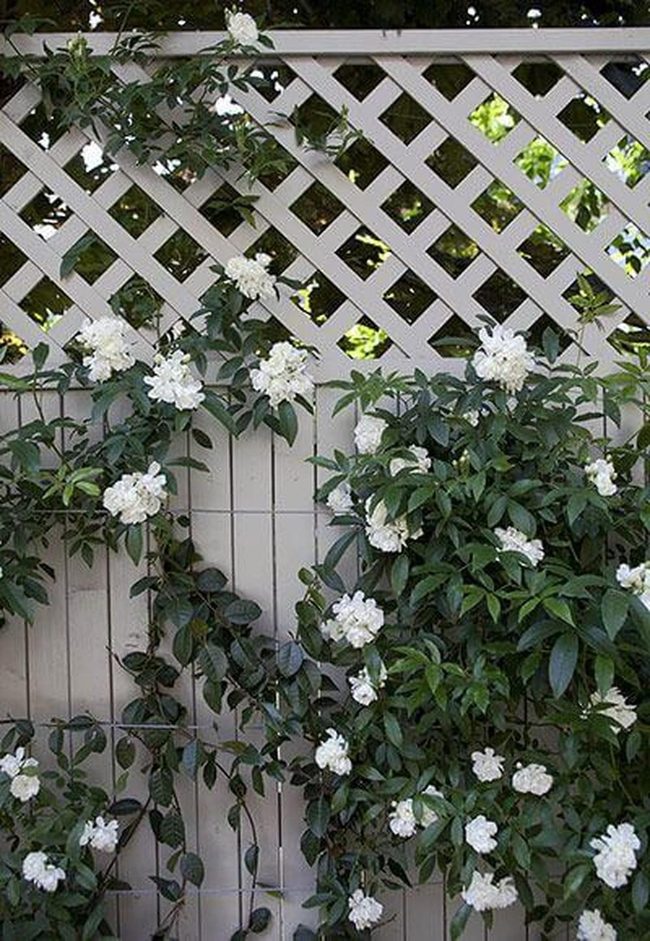 White Flowers Climbing Trellis Privacy