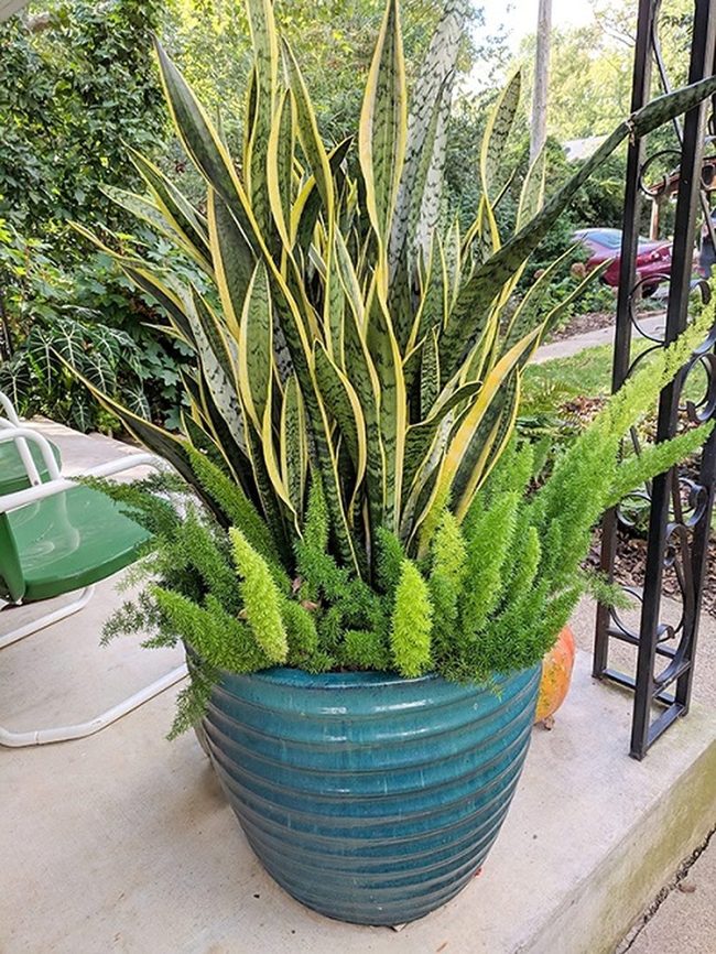 Feathery Fronds Meet Geometric Leaves