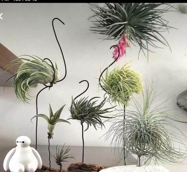 Twisted Metal Air Plant Holders