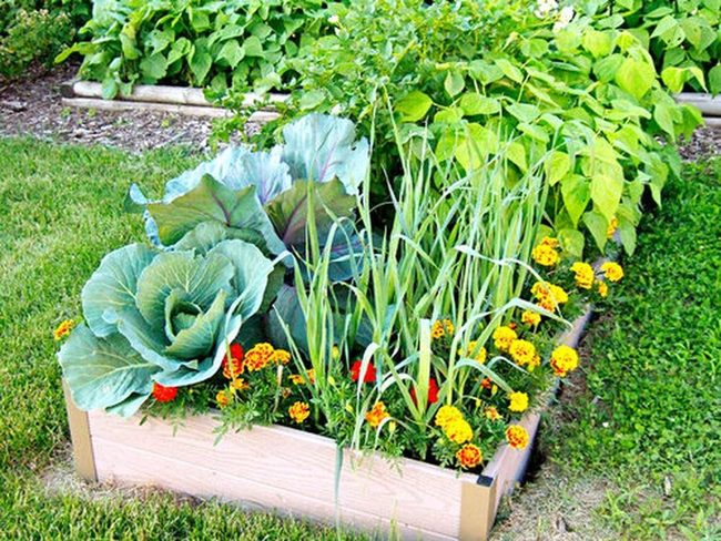 Edible Flowers Feed Garden Pollinators