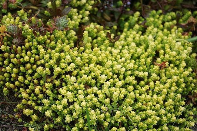 Star-Shaped Sedum Blooms Orange Red