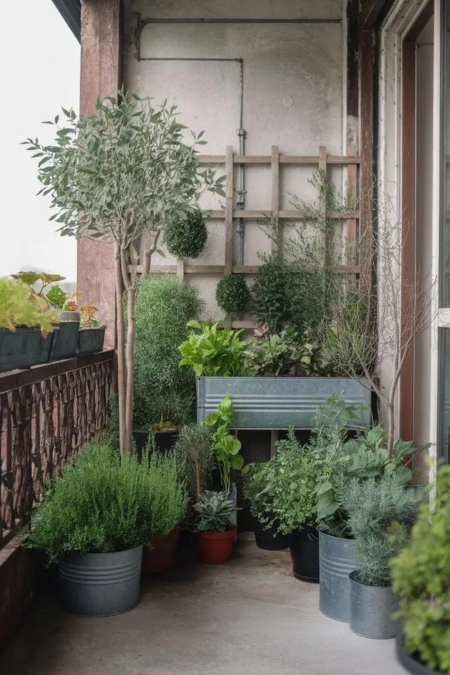 Fresh Herbs In Compact Pots