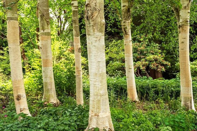 White Bark Birch Tree Beauty
