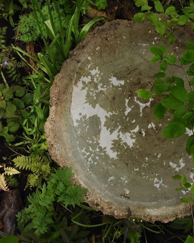 Water Movement Brings Birds Home
