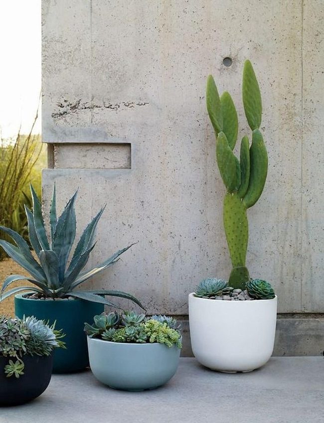 Succulents And Cacti In Blue Pots
