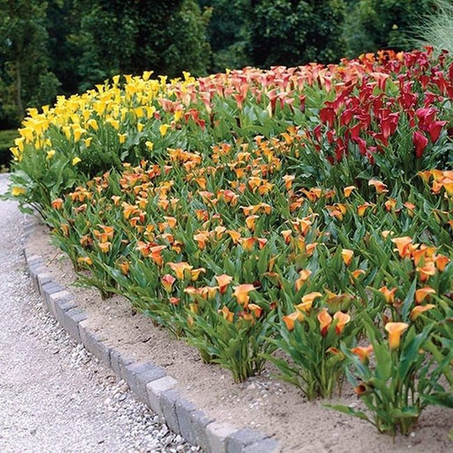 Sculptural Calla Lilies Transform Garden Spaces
