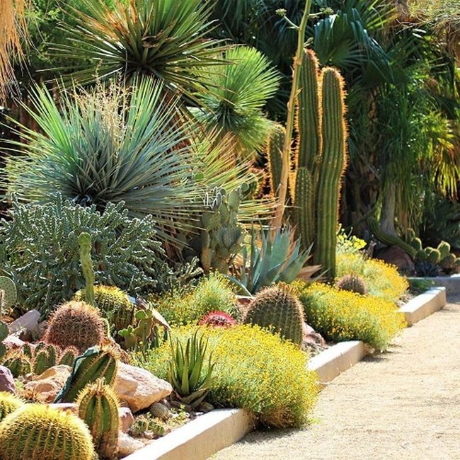Sculptural Desert Green Giants