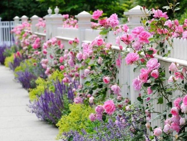 Pink Roses Overflow White Picket Fence