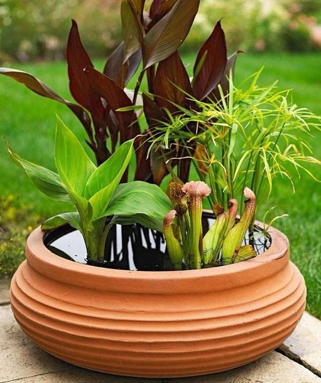 Green Plants In Clay Pots