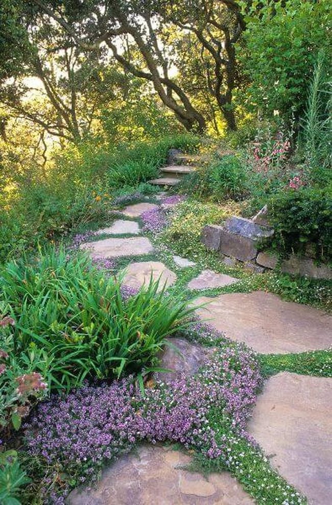 Purple Thyme Stone Garden Path