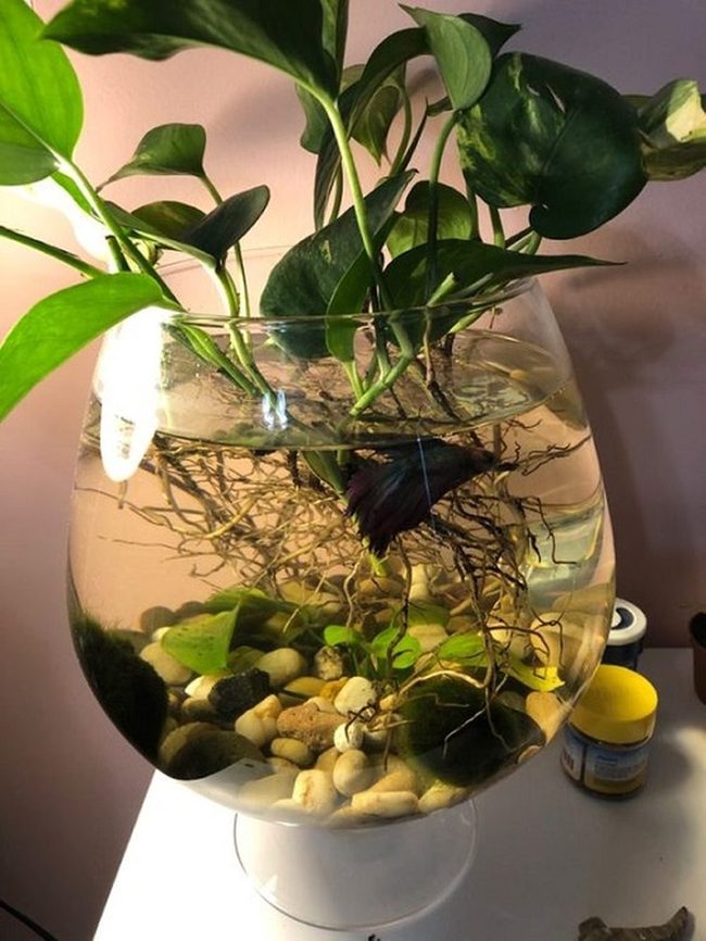 Cascading Pothos Roots Through Glass Tanks