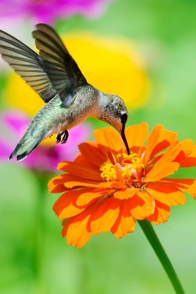 Jeweled Wings Frozen Mid-Flight