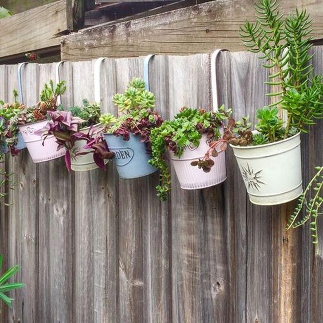 Cascading Succulents Hide Bare Fences