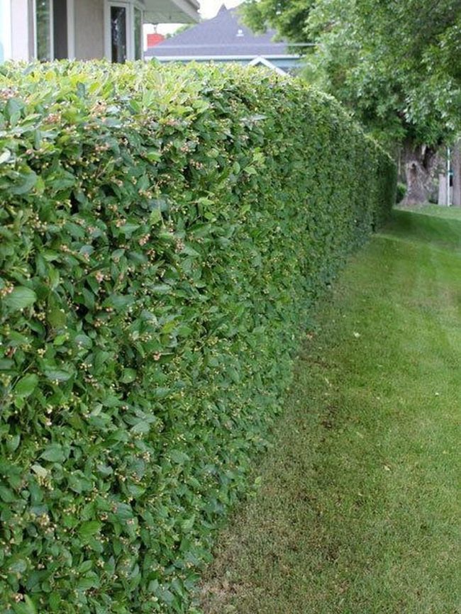 Green Hedge Walls Define Space