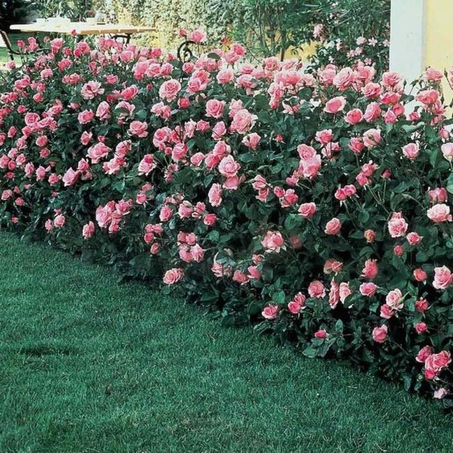 Pink Roses Pink Fence Garden