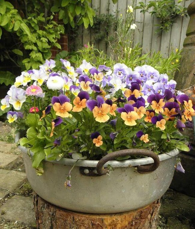 Pansies In Colorful Repurposed Pots