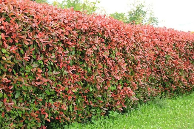 Red Tip Photinia Fast Growing Privacy Screen