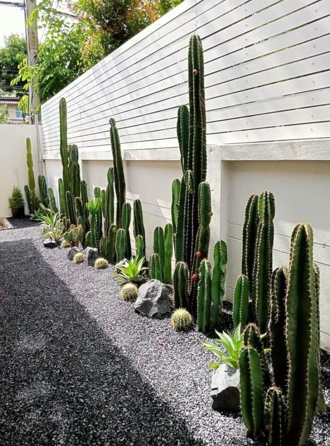 Towering Cacti Desert Garden Path