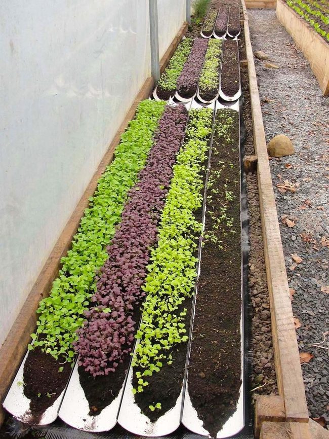 Silver Spoons Growing Microgreens