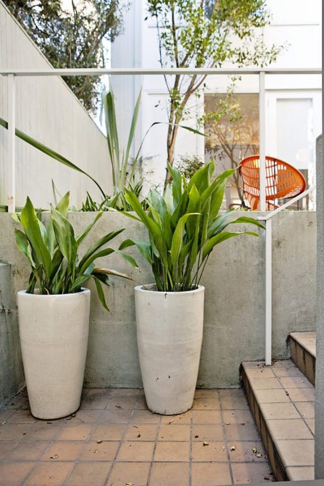 Deep Green Plants White Ceramic Containers