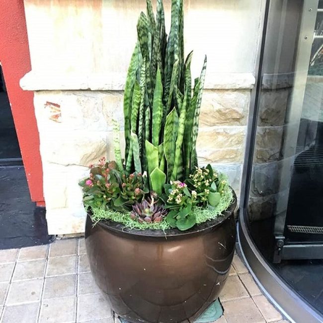Tall Snakes With Textured Succulents Base