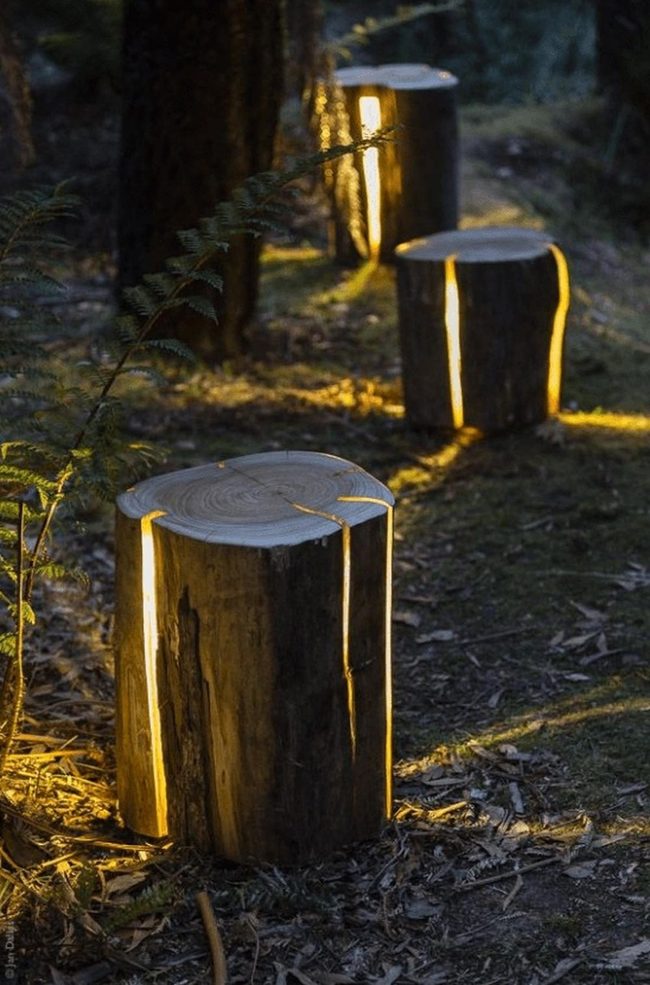Luminescent Wood Cracks Forest Path
