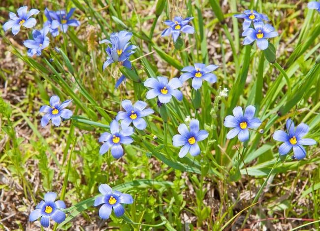 Blue-Eyed Grass Spring Bloomers