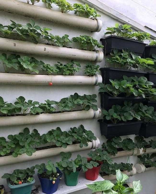 Vertical Garden Wall With Living Herbs