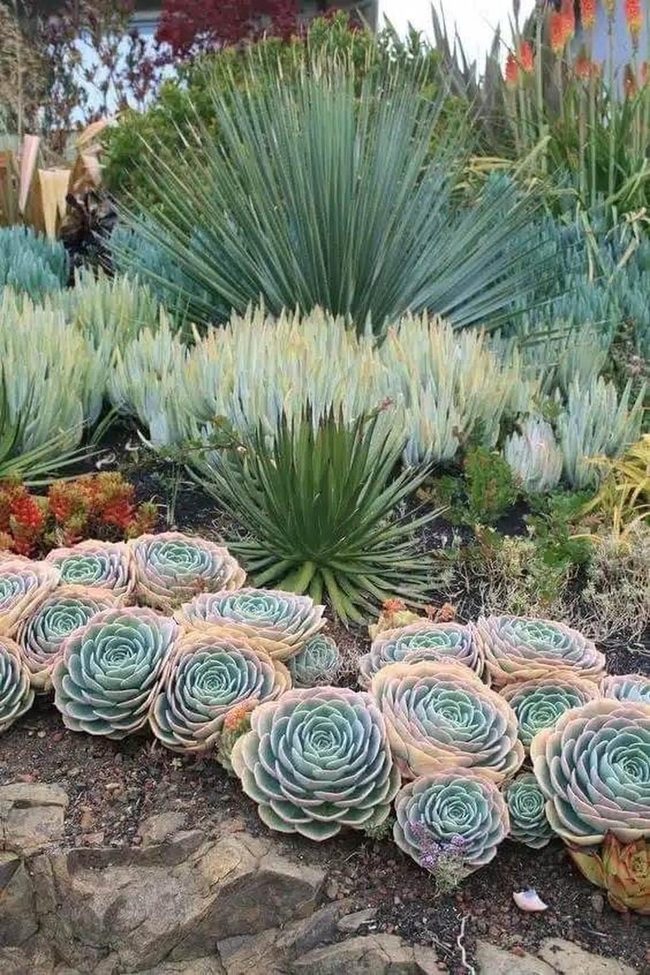 Pink And Green Succulent Layers