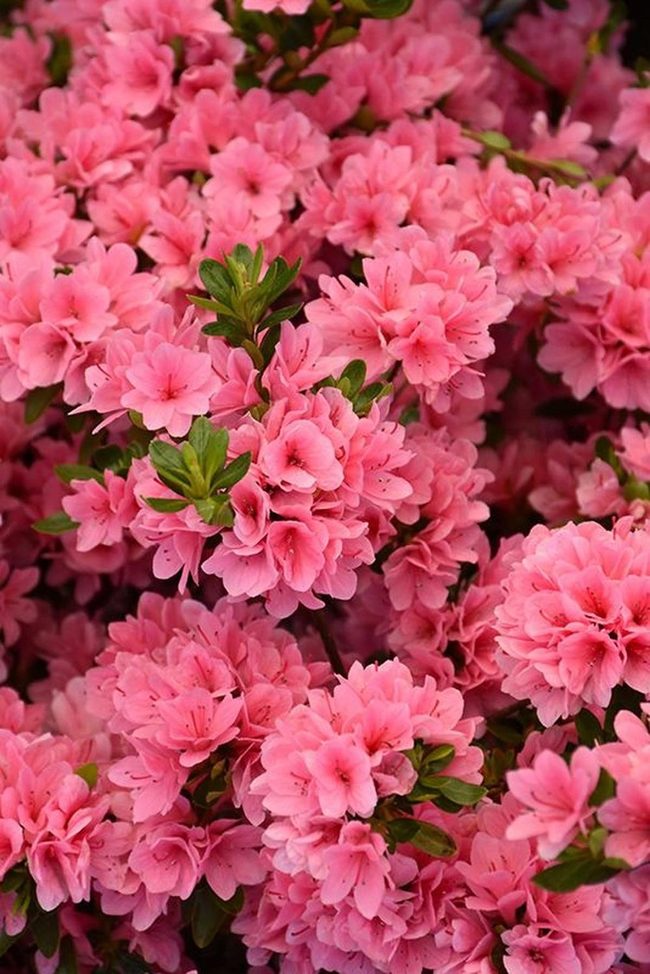 Pink Petals Burst With Abundance