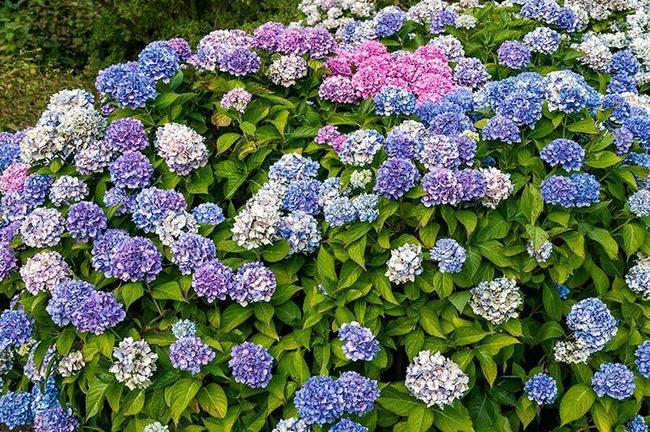 Massive Blooms In Shady Gardens