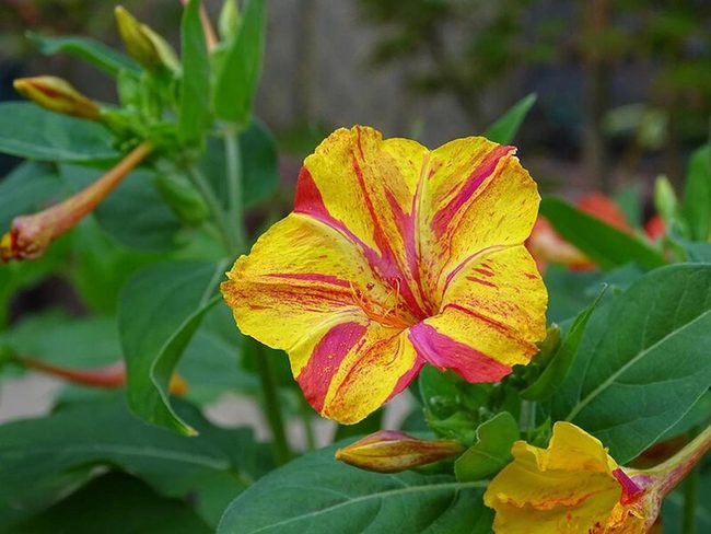 Evening Blooms Open After Sunset