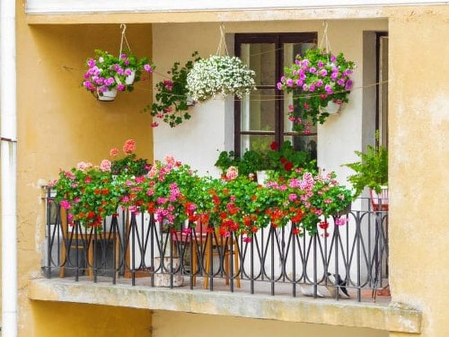 Pink Roses Transform Tiny Balconies