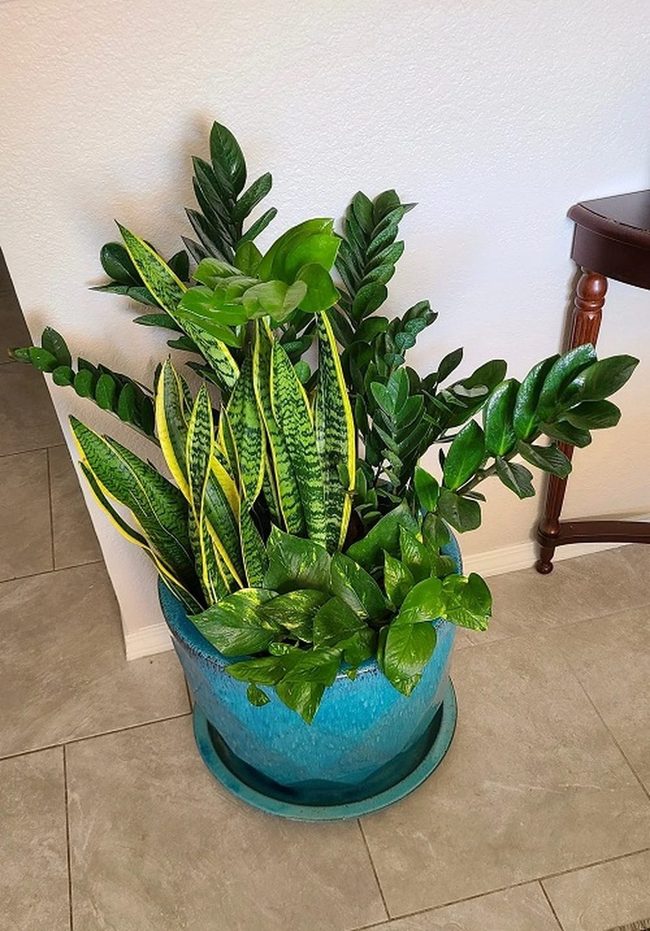 Green Trio For Forgetful Gardeners