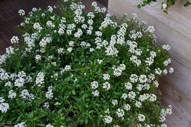 Tiny Pink Clusters Year-Round