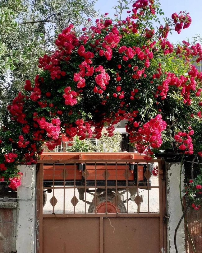 Red Flowers Frame Garden Entrance