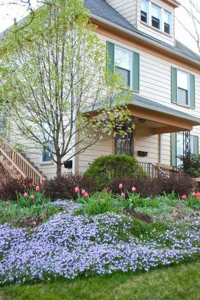 Tall Pink Tulips Rise Above