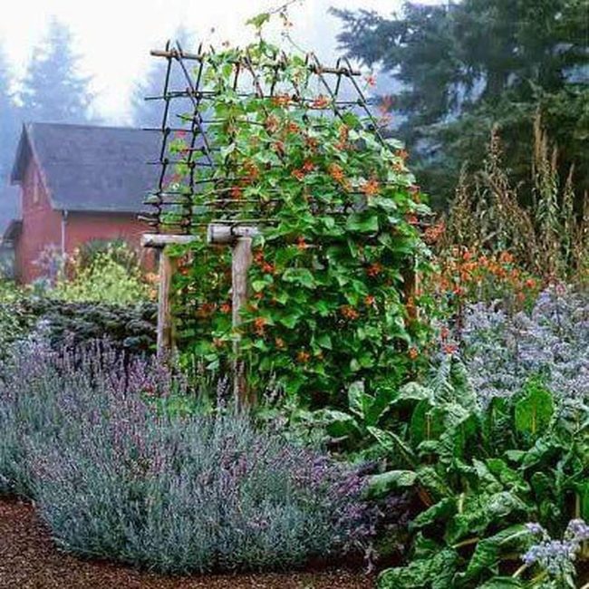 Climbing Green Wooden Archway