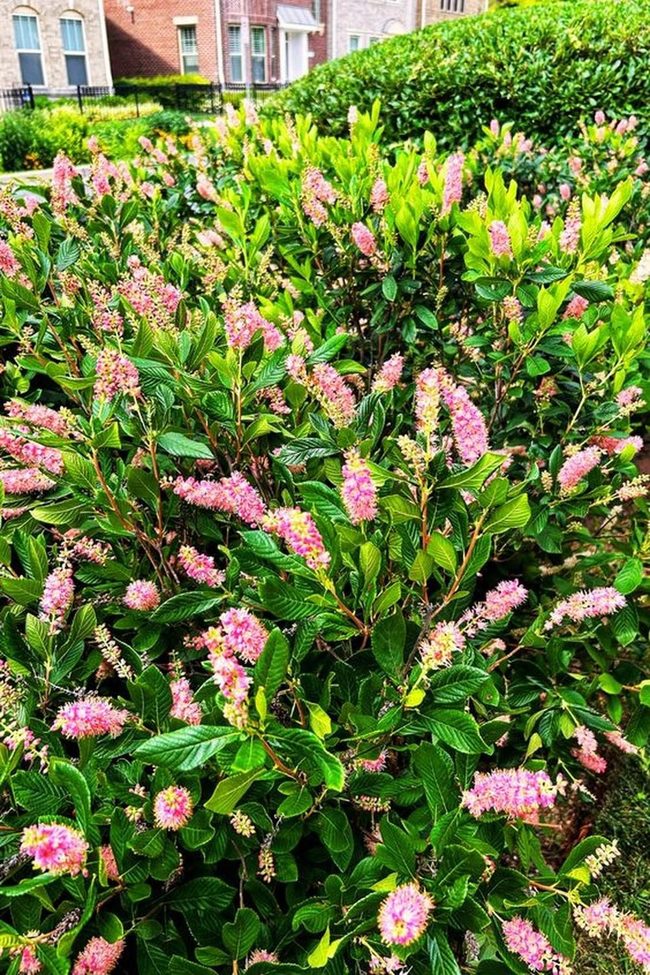 Green Foliage Pink Blossoms Brick Backdrop