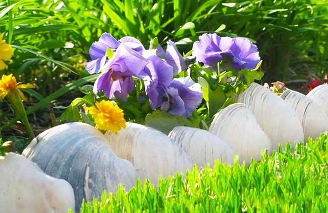Seashell Border Garden With Purple Pansies