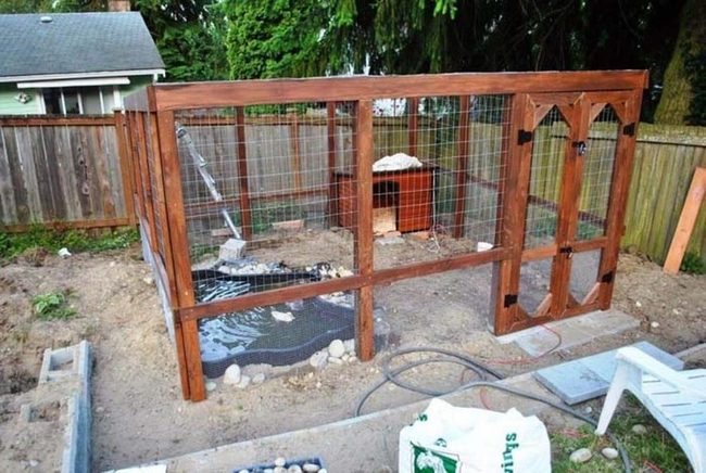 Ducks, Water, Suburban Backyard Sanctuary